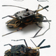 Illustration for article titled When the Insect Army invades, it will bring bee-mounted guns and beetle tanks